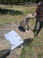 Number 6, a female Irish Wolfhound for sale in Mormon Lake, AZ – 2 of 2
