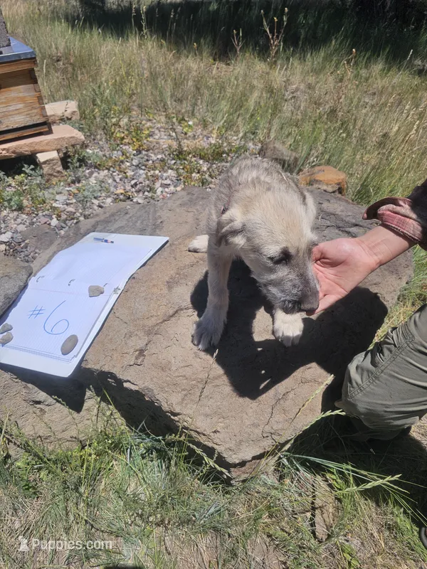 Number 6 – Irish Wolfhound puppy for sale in Mormon Lake, AZ