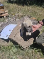 Number 6, a female Irish Wolfhound for sale in Mormon Lake, AZ – 1 of 2
