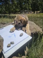Seven, a male Irish Wolfhound for sale in Mormon Lake, AZ – 2 of 2