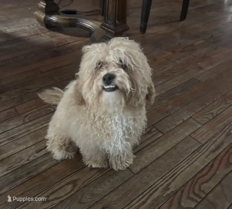 Charlie – Shih Tzu, Poodle - Standard  puppy for sale in Fox Lake, IL