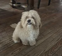 Charlie, a male Shih Tzu and Poodle - Standard  for sale in Fox Lake, IL – Photo 1 of 3