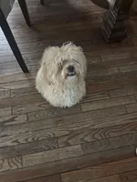 Charlie, a male Shih Tzu and Poodle - Standard  for sale in Fox Lake, IL – Photo 3 of 3