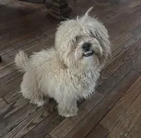 Charlie, a male Shih Tzu and Poodle - Standard  for sale in Fox Lake, IL – Photo 2 of 3