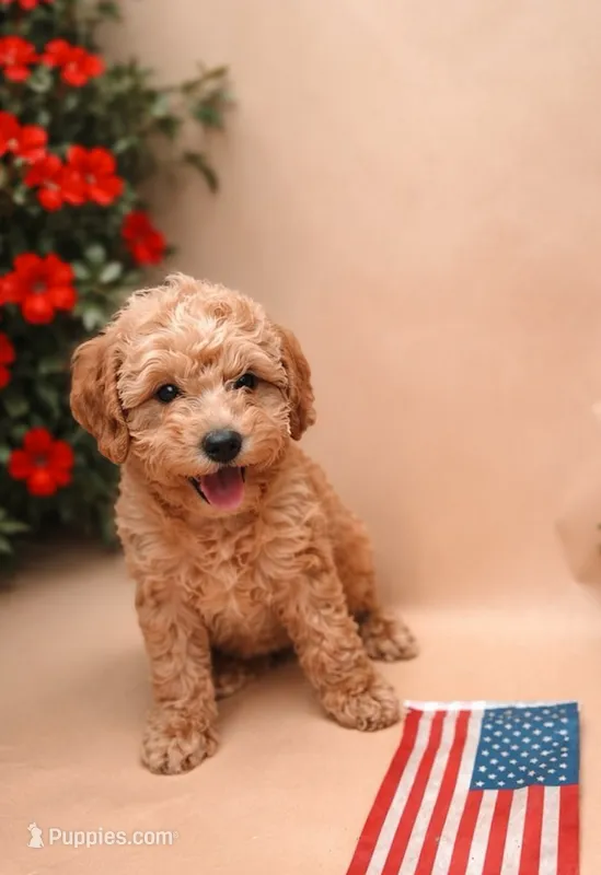 Lainey – Miniature Labradoodle puppy for sale in Sarasota, FL