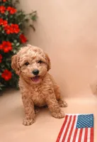 Lainey, a female Miniature Labradoodle for sale in Sarasota, FL – 1 of 3