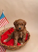 Lucy, a female Miniature Labradoodle for sale in Sarasota, FL – 3 of 3