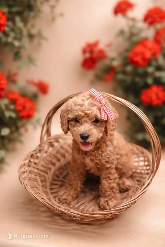 Bella – Miniature Labradoodle puppy for sale in Sarasota, FL