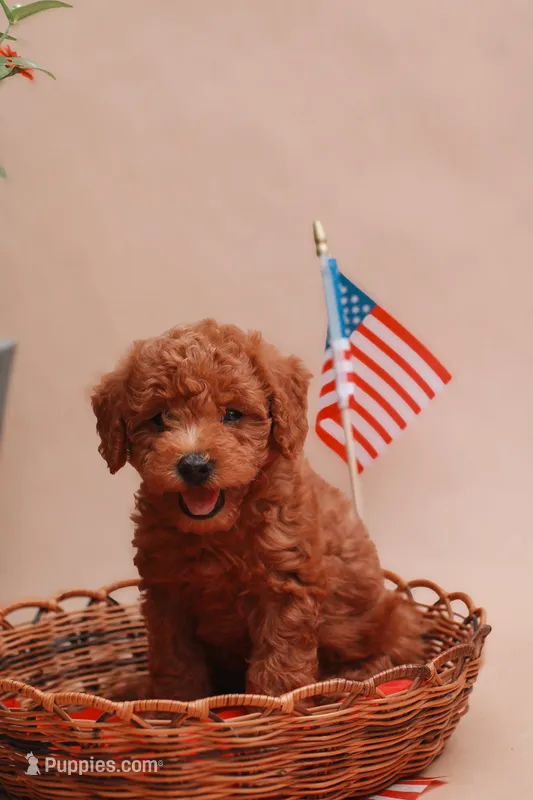 Cooper – Miniature Labradoodle puppy for sale in Sarasota, FL