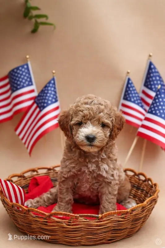 Daisy – Miniature Labradoodle puppy for sale in Sarasota, FL
