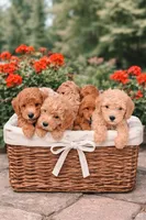 Lainey, a female Miniature Labradoodle for sale in Sarasota, FL – 2 of 3