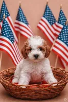 Darla, a female Miniature Labradoodle for sale in Sarasota, FL – 1 of 3
