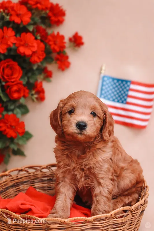 Rambo  – Miniature Labradoodle puppy for sale in Sarasota, FL