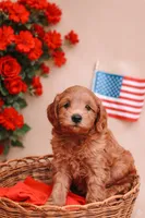 Rambo , a male Miniature Labradoodle for sale in Sarasota, FL – 1 of 3