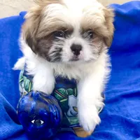 Sammy akc, a male Shih Tzu for sale in Scottsdale, AZ – Photo 9 of 10