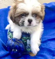Sammy, a male Shih Tzu for sale in Scottsdale, AZ – Photo 9 of 10