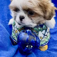 Sammy akc, a male Shih Tzu for sale in Scottsdale, AZ – Photo 6 of 10