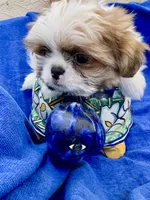 Sammy, a male Shih Tzu for sale in Scottsdale, AZ – Photo 6 of 10