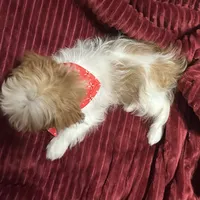 Sammy akc, a male Shih Tzu for sale in Scottsdale, AZ – Photo 2 of 10