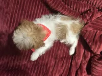 Sammy, a male Shih Tzu for sale in Scottsdale, AZ – Photo 2 of 10