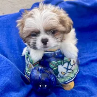 Sammy akc, a male Shih Tzu for sale in Scottsdale, AZ – Photo 8 of 10