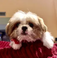 Sammy, a male Shih Tzu for sale in Scottsdale, AZ – Photo 1 of 10