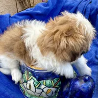 Sammy akc, a male Shih Tzu for sale in Scottsdale, AZ – Photo 10 of 10