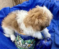Sammy, a male Shih Tzu for sale in Scottsdale, AZ – Photo 10 of 10