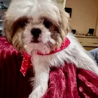 Sammy akc, a male Shih Tzu for sale in Scottsdale, AZ – Photo 4 of 10