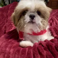 Sammy akc, a male Shih Tzu for sale in Scottsdale, AZ – Photo 3 of 10