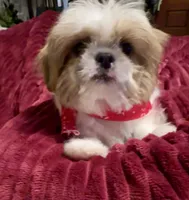 Sammy, a male Shih Tzu for sale in Scottsdale, AZ – Photo 3 of 10