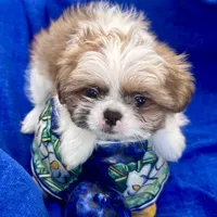 Sammy akc, a male Shih Tzu for sale in Scottsdale, AZ – Photo 7 of 10