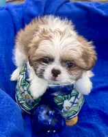 Sammy, a male Shih Tzu for sale in Scottsdale, AZ – Photo 7 of 10