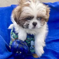 Sammy akc, a male Shih Tzu for sale in Scottsdale, AZ – Photo 5 of 10
