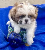 Sammy, a male Shih Tzu for sale in Scottsdale, AZ – Photo 5 of 10