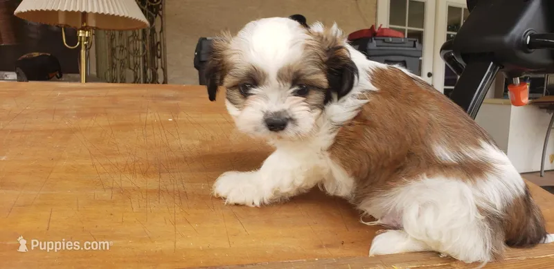 AKC Ben – Shih Tzu puppy for sale in Scottsdale, AZ