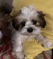 AKC Ben, a male Shih Tzu for sale in Scottsdale, AZ – Photo 4 of 10