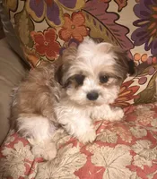 AKC Ben, a male Shih Tzu for sale in Scottsdale, AZ – Photo 7 of 10