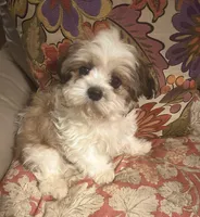 AKC Ben, a male Shih Tzu for sale in Scottsdale, AZ – Photo 10 of 10