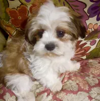 AKC Ben, a male Shih Tzu for sale in Scottsdale, AZ – Photo 3 of 10