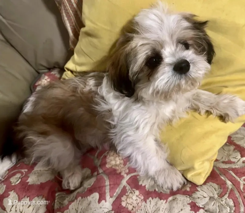 AKC Ben – Shih Tzu puppy for sale in Scottsdale, AZ