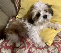 AKC Ben, a male Shih Tzu for sale in Scottsdale, AZ – Photo 1 of 10