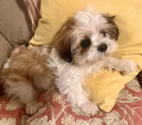 AKC Ben, a male Shih Tzu for sale in Scottsdale, AZ – Photo 5 of 10