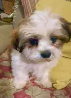 AKC Ben, a male Shih Tzu for sale in Scottsdale, AZ – Photo 2 of 10