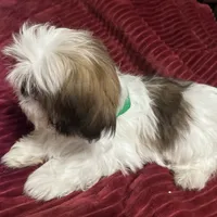 AKC Zack, a male Shih Tzu for sale in Scottsdale, AZ – Photo 1 of 9