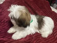 Zack, a male Shih Tzu for sale in Scottsdale, AZ – Photo 1 of 9