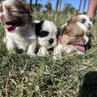 AKC Zack, a male Shih Tzu for sale in Scottsdale, AZ – Photo 8 of 9