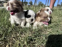 Zack, a male Shih Tzu for sale in Scottsdale, AZ – Photo 8 of 9