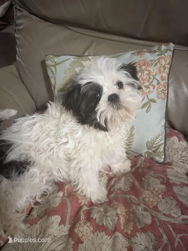 AKC Zack – Shih Tzu puppy for sale in Scottsdale, AZ