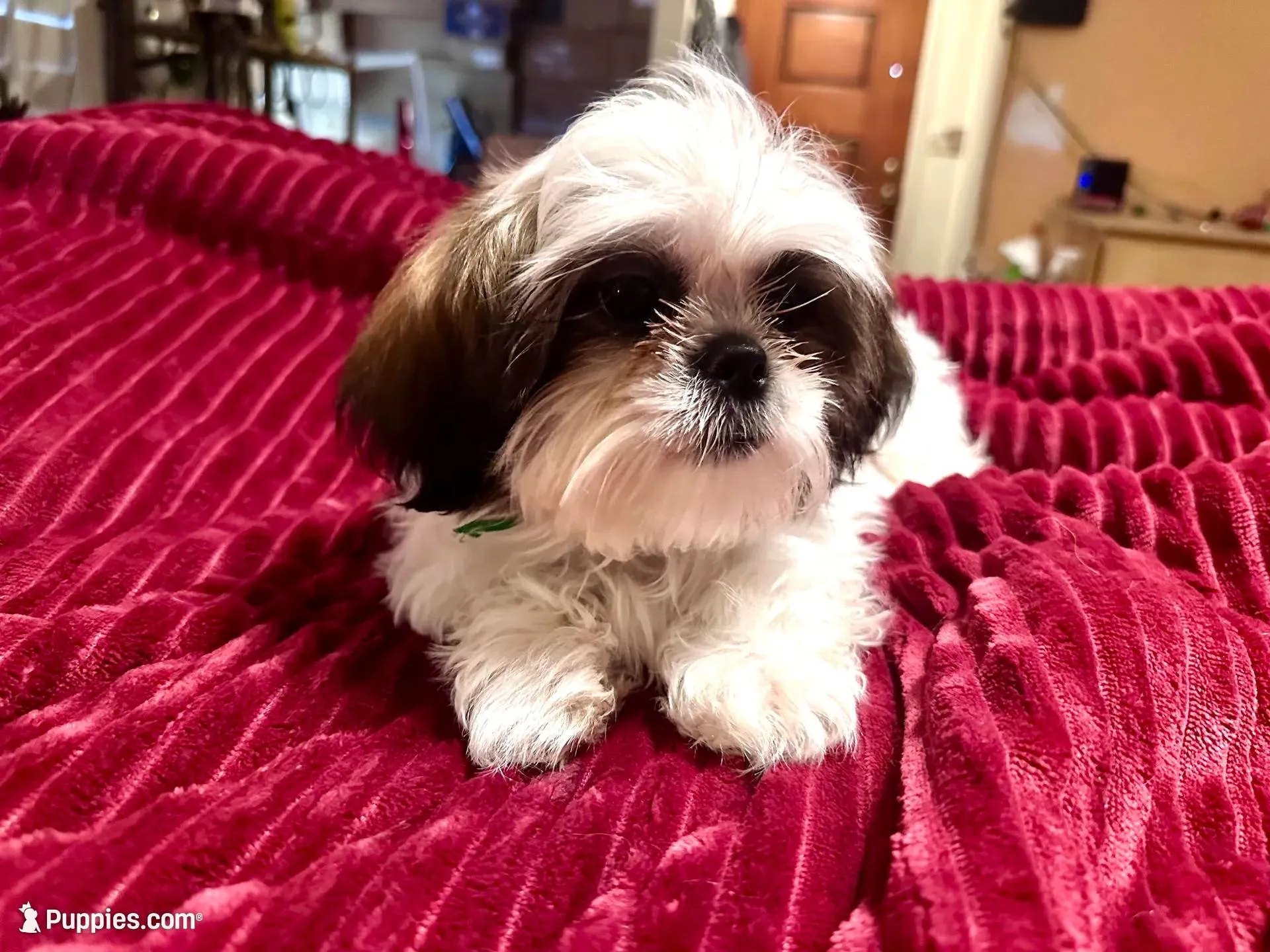 AKC Zack, a male Shih Tzu for sale in Scottsdale, AZ – Photo 4 of 10